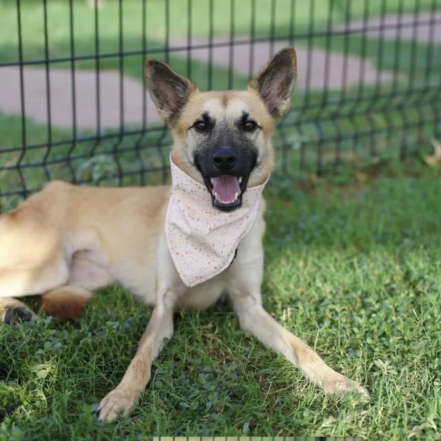A young medium-sized female Shepherd dog named Cory for adoption in San Antonio, TX