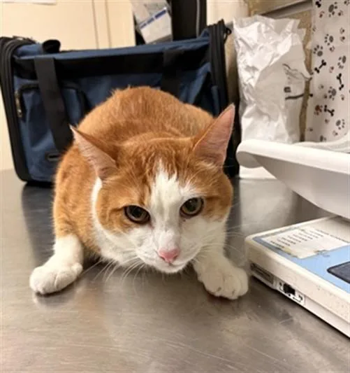 An adult small-sized male Domestic Short Hair cat named Charlie for adoption in Riverside, CA
