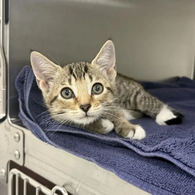 A baby small-sized female Brown / Chocolate Domestic Short Hair cat named Maple for adoption in Jupiter, FL