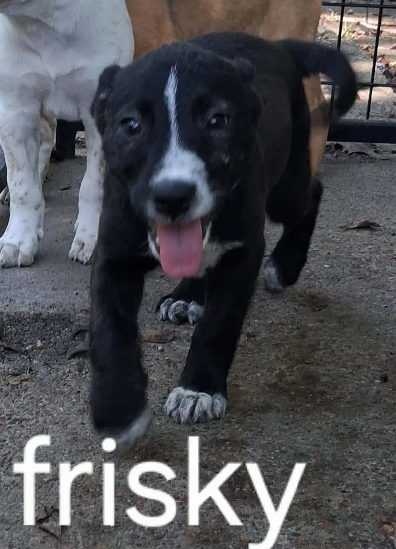A baby small-sized female Black Australian Cattle Dog / Blue Heeler dog named Frisky for adoption in Memphis, TN