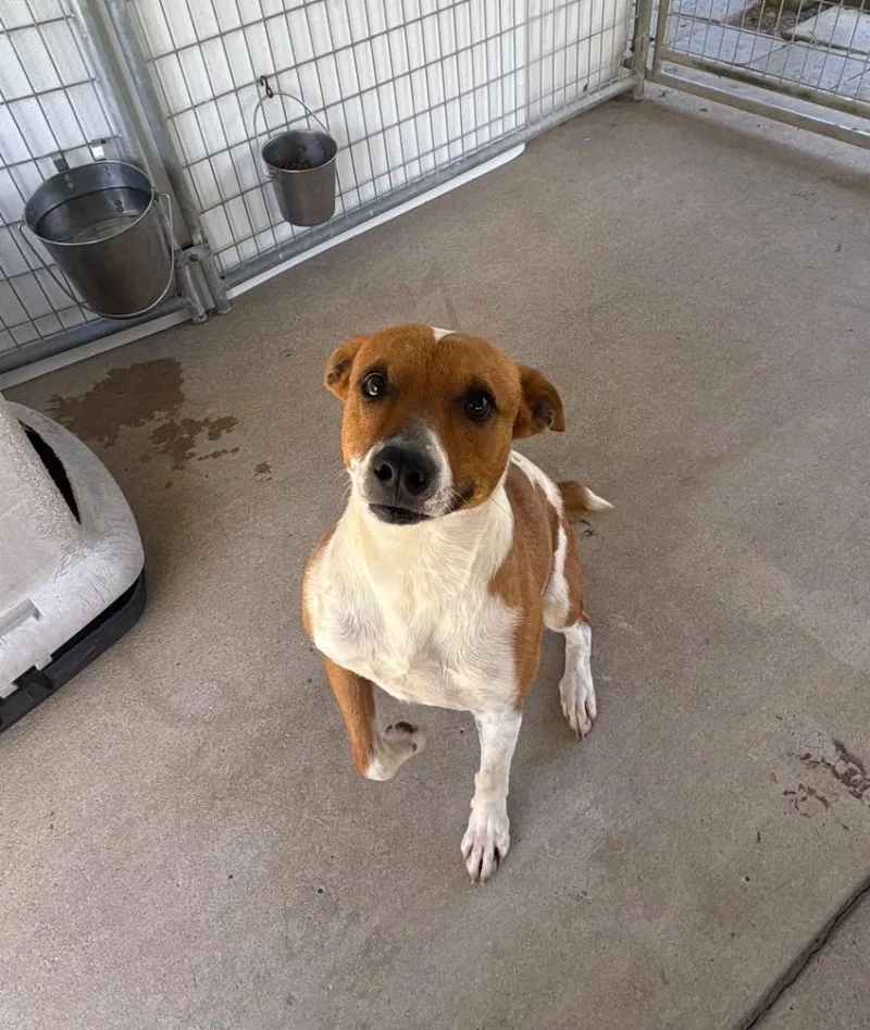 An adult medium-sized male Jack Russell Terrier dog named Dude for adoption in Fayetteville, TN
