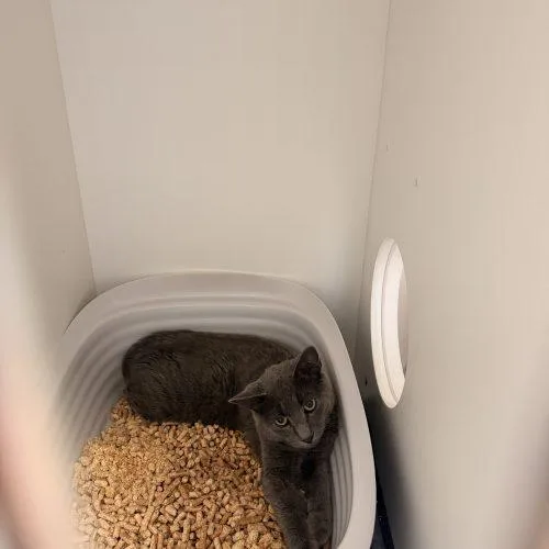 A baby medium-sized male Gray / Blue / Silver Domestic Short Hair cat named Sterling for adoption in Dillon, MT