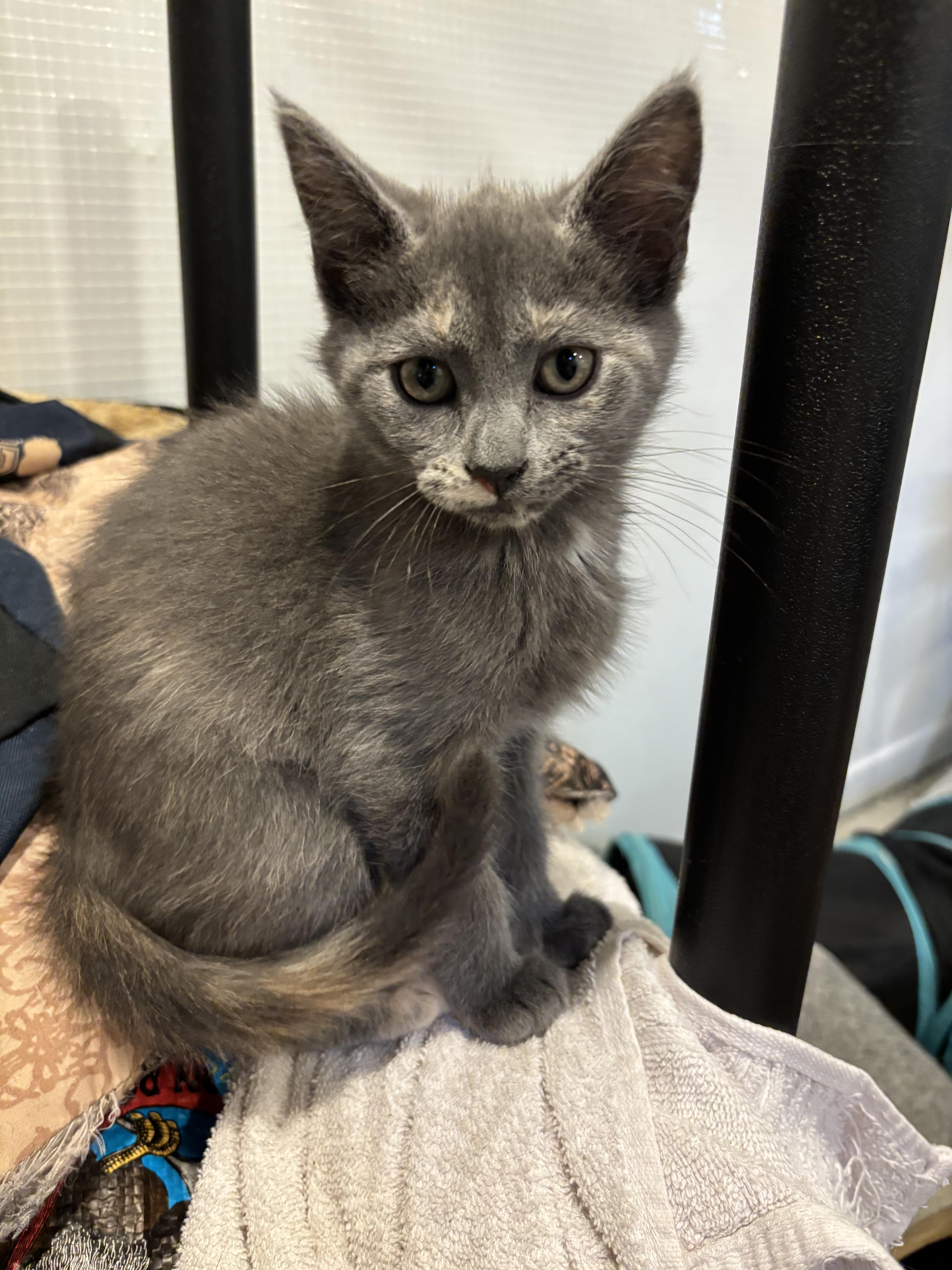 A baby medium-sized female Dilute Tortoiseshell cat named Astrid for adoption in Richmond, VA