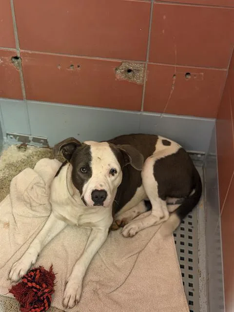 A young medium-sized male Staffordshire Bull Terrier dog named Matty for adoption in Houston, TX