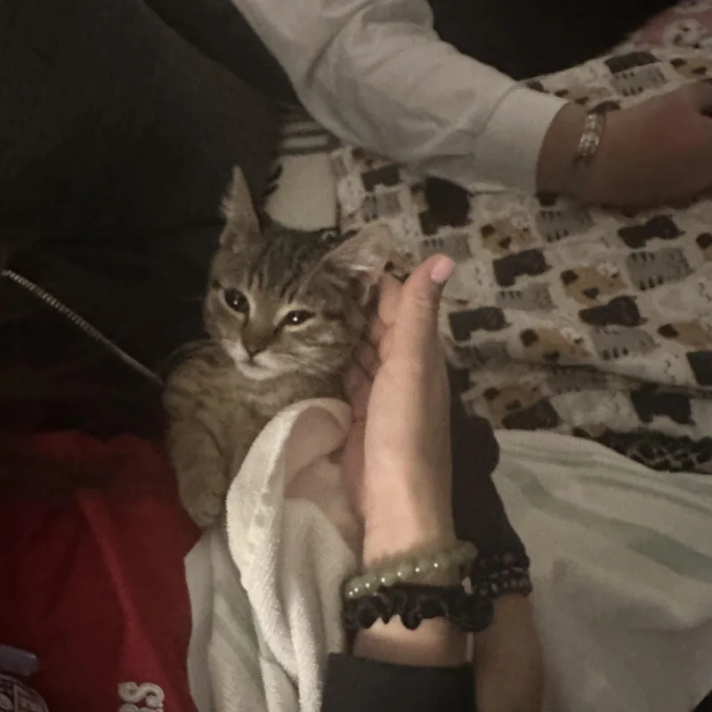 A baby small-sized male Domestic Short Hair cat named Levi for adoption in Elk Grove, CA