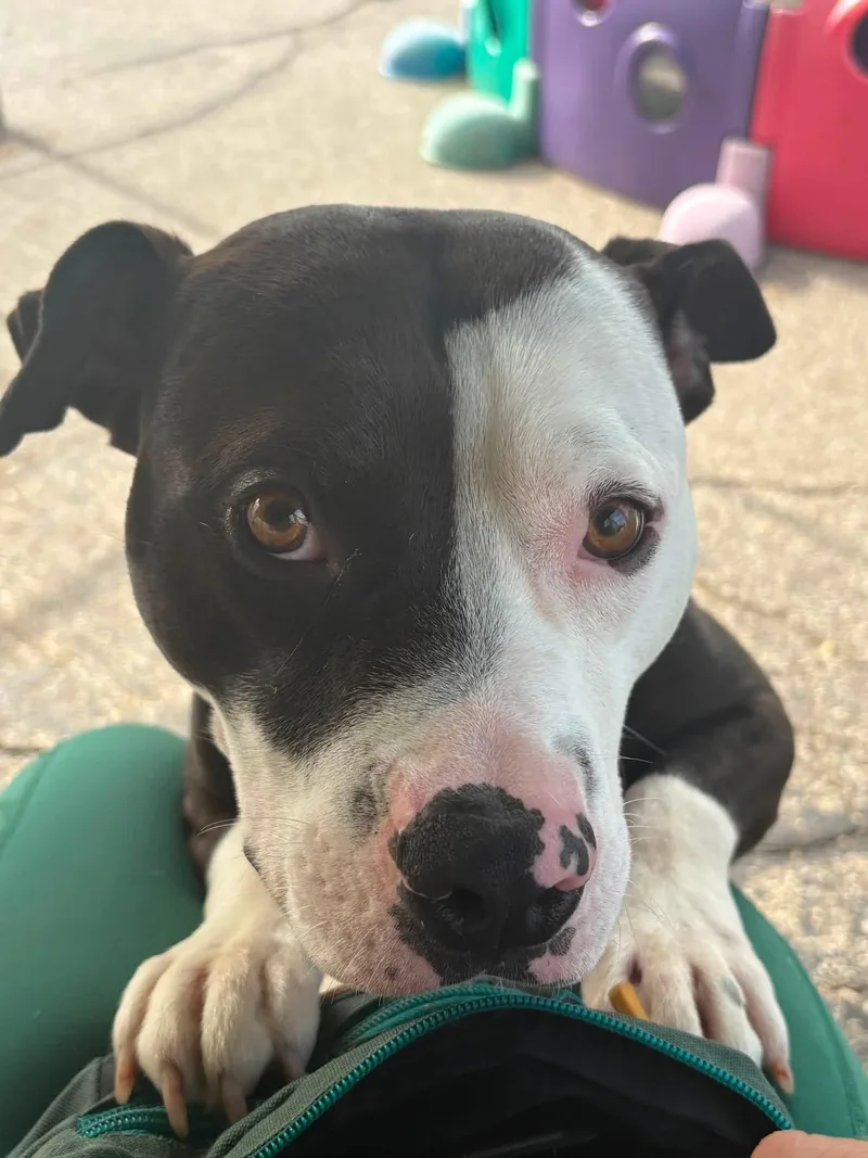 An adult medium-sized male Black Mixed Breed dog named River for adoption in Oak Park, MI