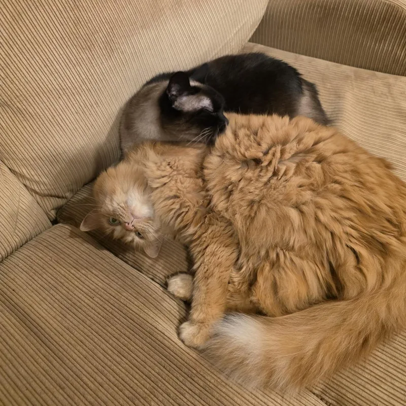 An adult small-sized female Orange / Red Domestic Long Hair cat named Cleo  Home To for adoption in South Elgin, IL