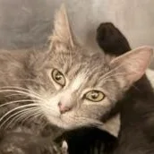 A young small-sized female Domestic Short Hair cat named Rosemary for adoption in Redmond, OR