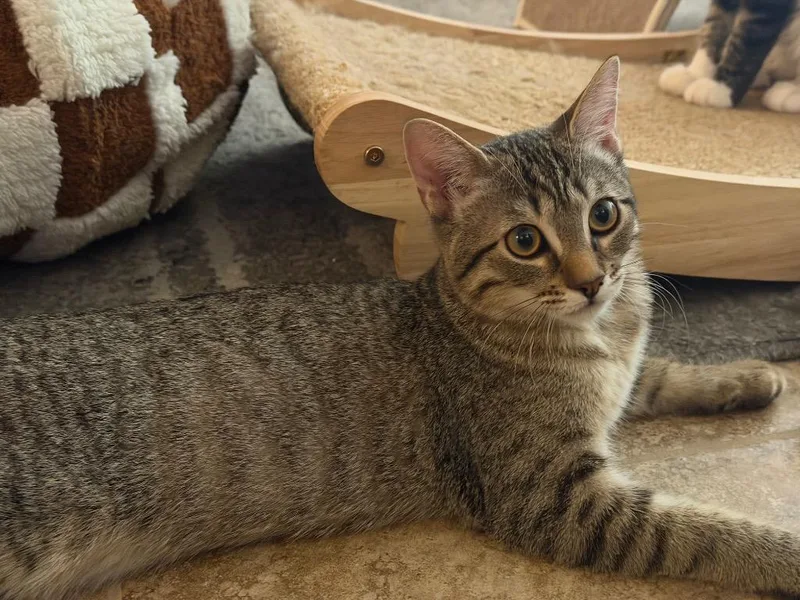 A baby medium-sized female Domestic Short Hair cat named Pwincess for adoption in Peoria, AZ