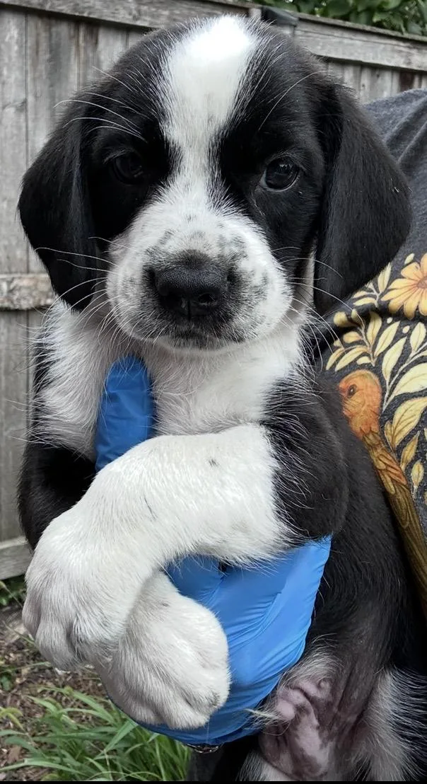 A baby medium-sized male Black Beagle dog named Saul for adoption in Wonder Lake, IL