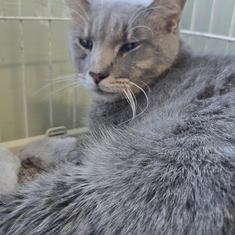 An adult large-sized male Domestic Short Hair cat named Tyson for adoption in Mokena, IL