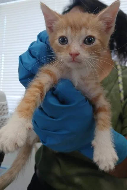 A baby small-sized male Domestic Short Hair cat named Mo for adoption in Lodi, CA