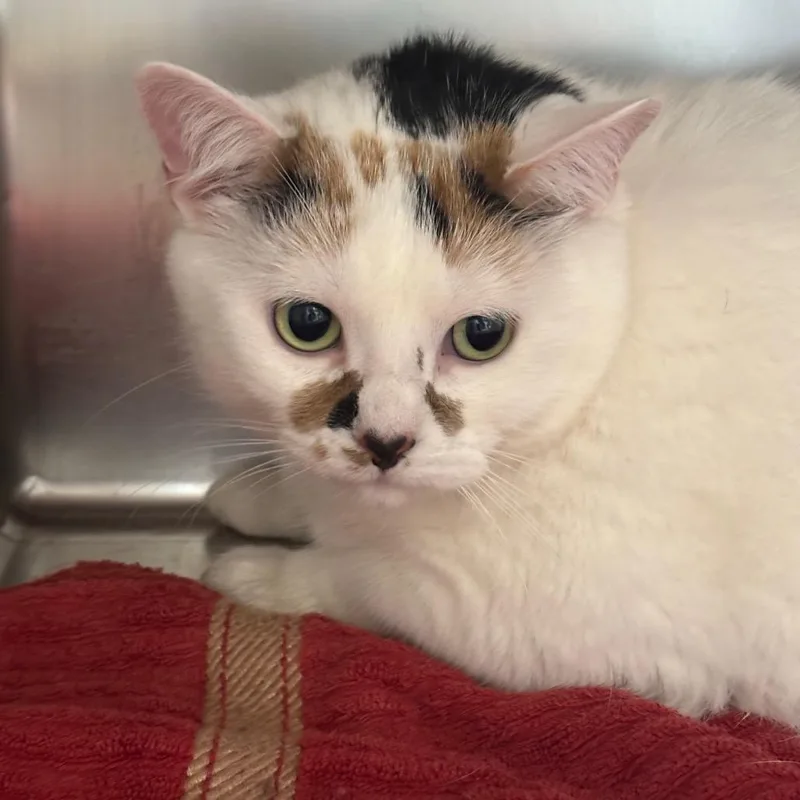 An adult extra large-sized female Calico Domestic Short Hair cat named Bri for adoption in Council Bluffs, IA