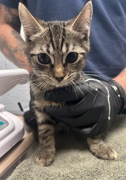 A baby small-sized male Domestic Short Hair cat named Albert for adoption in Fairfax, VA