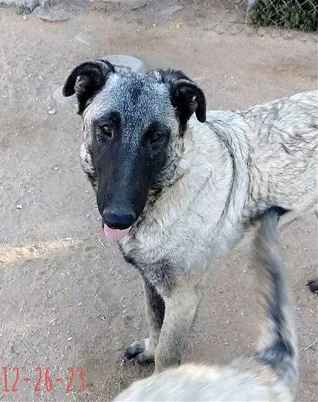 Paprika  Of The thumbnail 3