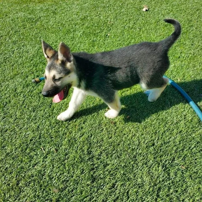A baby small-sized male Black German Shepherd Dog dog named Cleo for adoption in Las Vegas, NV