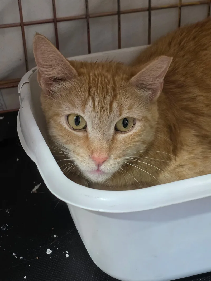 An adult small-sized female Domestic Short Hair cat named Moses for adoption in Spring Hill, FL