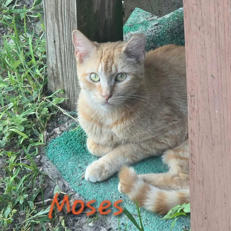 Moses thumbnail 3