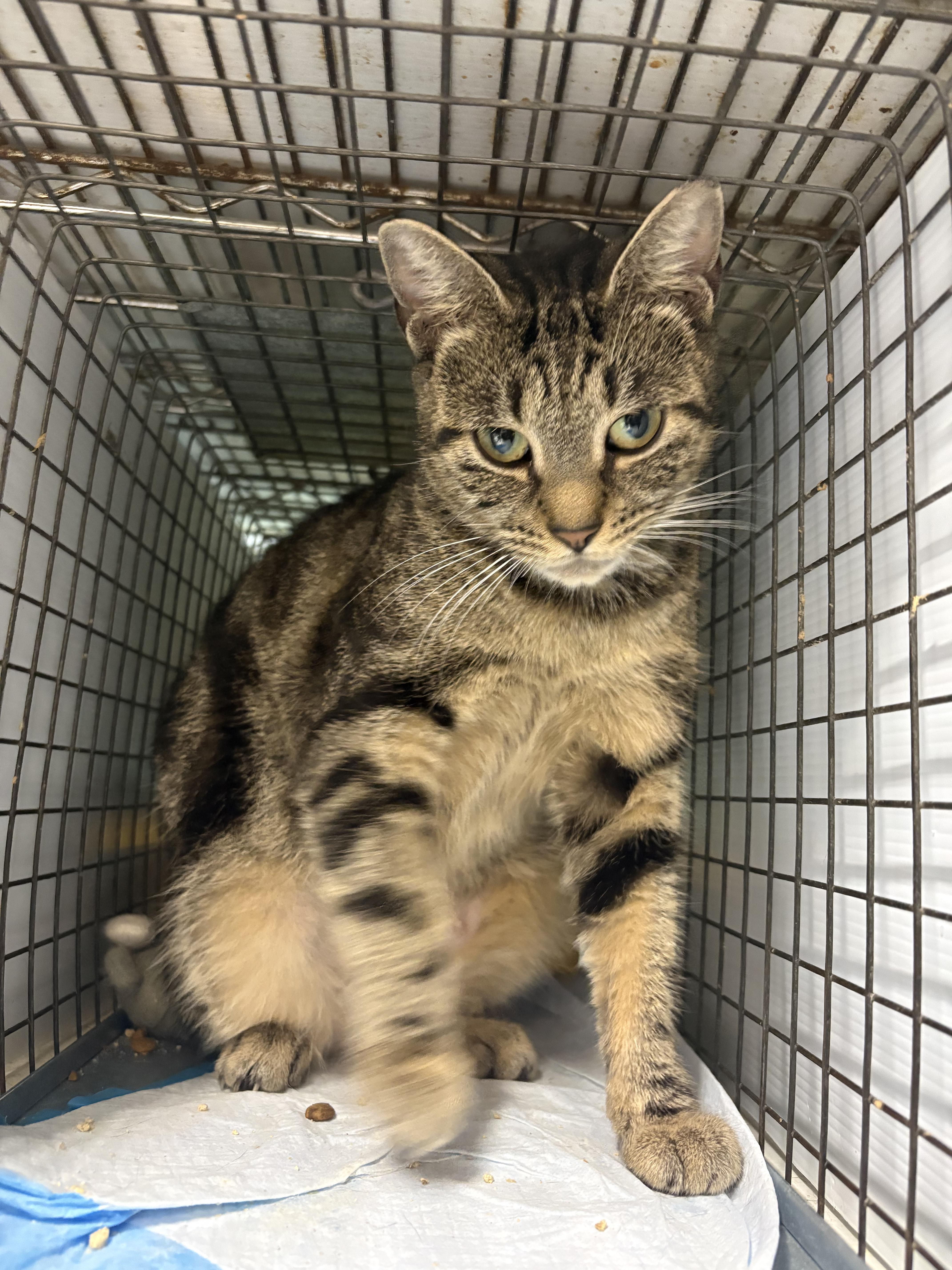 An adult medium-sized female Domestic Short Hair cat named OASIS Tranquil Beauty for adoption in New York, NY