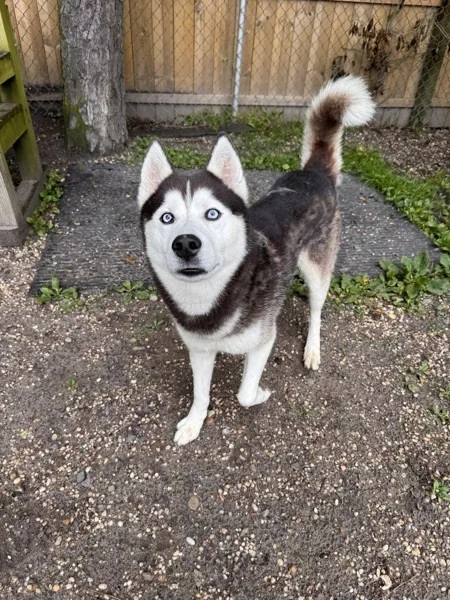 An adult medium-sized male Siberian Husky dog named Sinatra for adoption in Tinton Falls, NJ