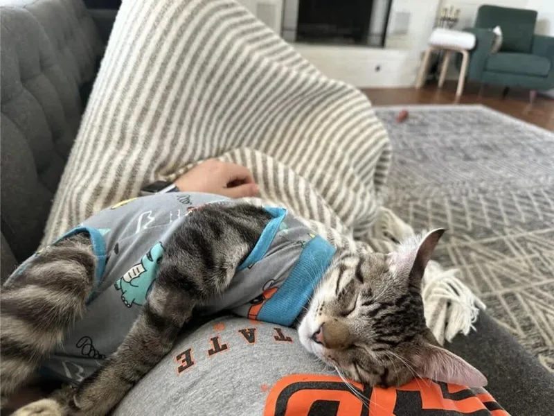 A baby small-sized male Domestic Short Hair cat named Carlo for adoption in Tulsa, OK