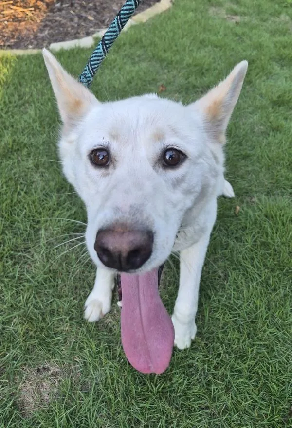 An adult large-sized female Shepherd dog named Pen  Margret for adoption in Lawrenceville, GA