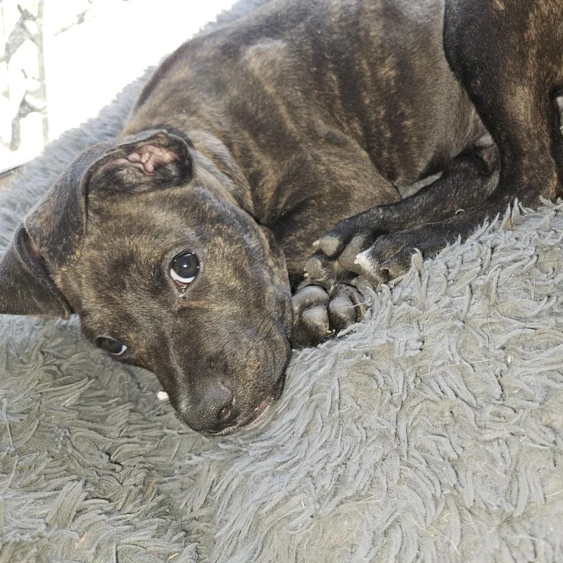 A baby small-sized male Black German Shepherd Dog named Murphy for adoption in San Antonio, TX