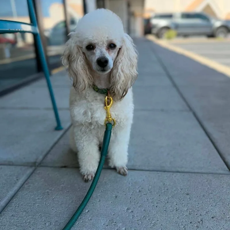 An adult small-sized male White / Cream Miniature Poodle dog named QTip for adoption in Phoenix, AZ