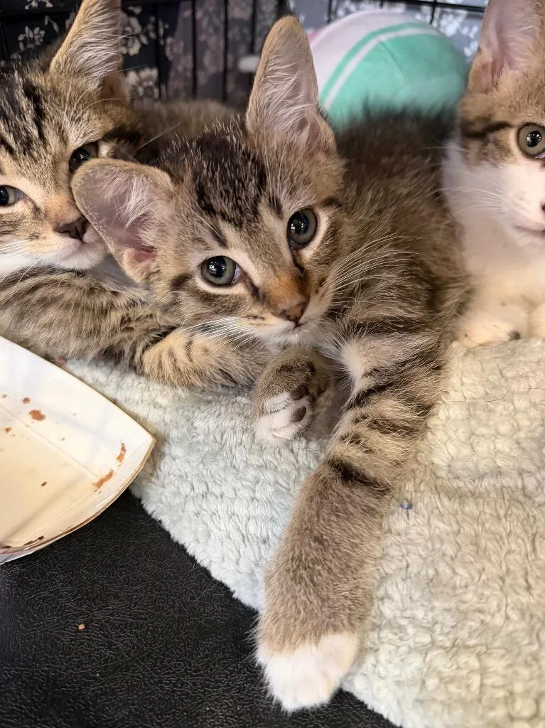 A baby medium-sized male Domestic Short Hair cat named Button Up for adoption in Cincinnati, OH