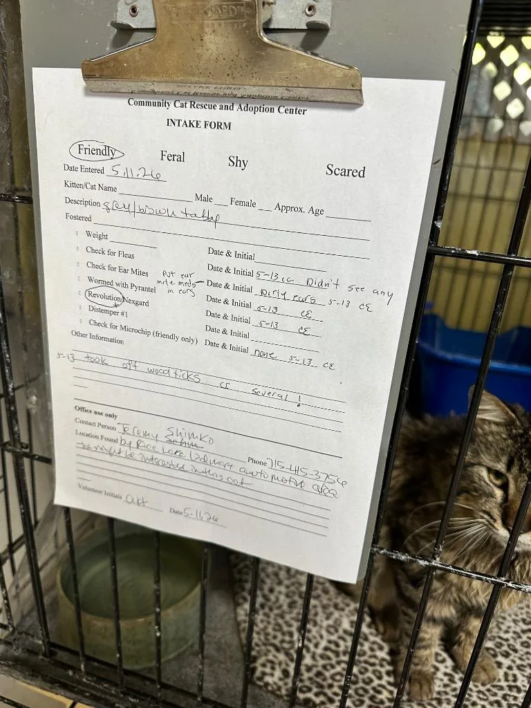An adult medium-sized male Domestic Long Hair cat named Benji for adoption in Rice Lake, WI