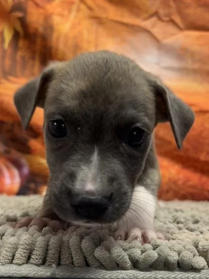 A baby small-sized female Shepherd dog named Tinkatink for adoption in San Antonio, TX