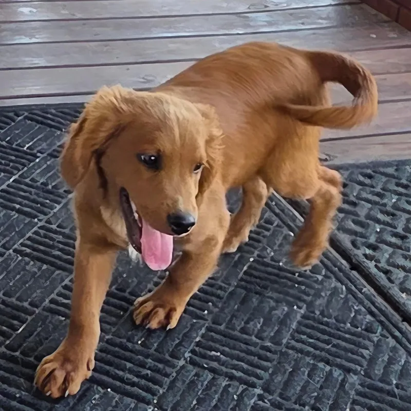 Meatball thumbnail 2