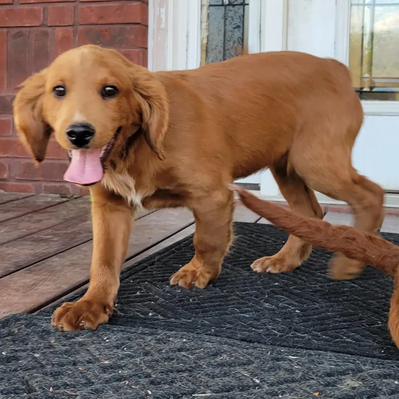 A baby medium-sized male Golden Goldendoodle dog named Meatball for adoption in Albany, NY