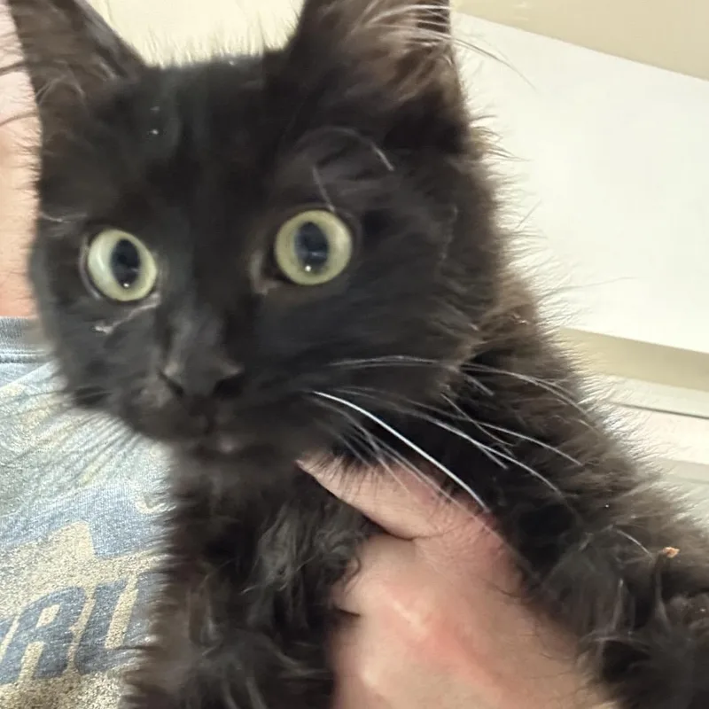 A baby small-sized male Black Domestic Medium Hair cat named Cartman for adoption in Kanab, UT