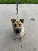 An adult medium-sized male Apricot / Beige Mixed Breed dog named Benny for adoption in Manitowoc, WI
