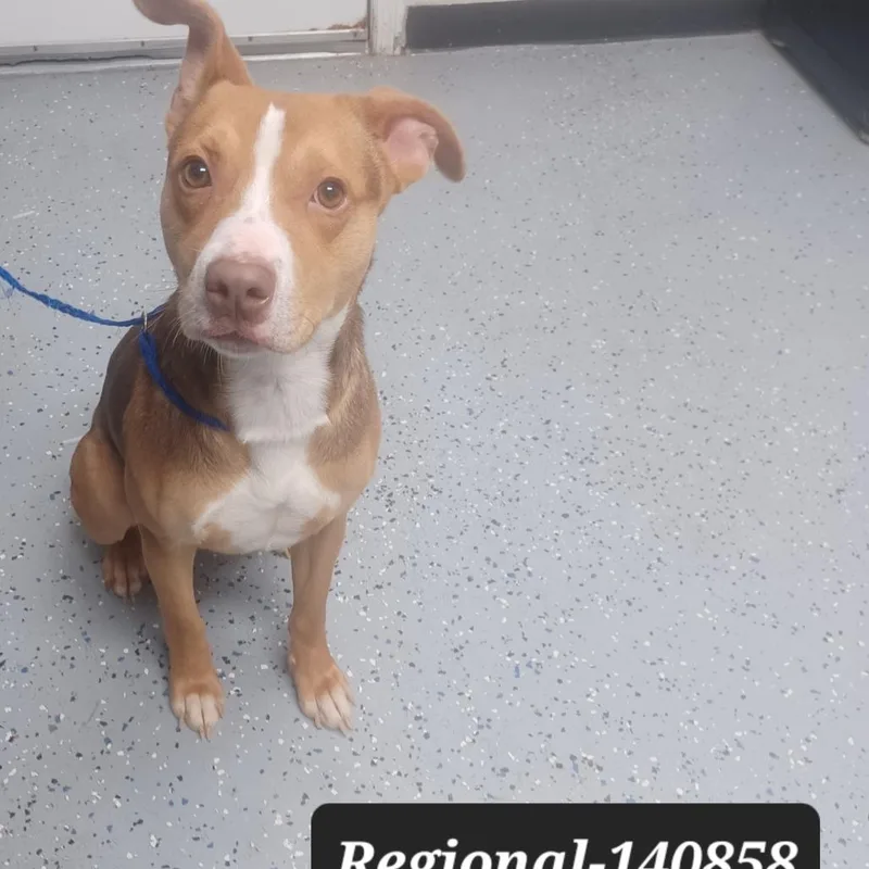 An adult medium-sized male Pit Bull Terrier dog named Regional for adoption in New Tazewell, TN