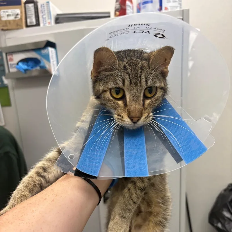 A young small-sized male Brown / Chocolate Domestic Short Hair cat named Biscuit for adoption in Columbiana, AL