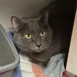 A senior large-sized male Gray / Blue / Silver Domestic Short Hair cat named Theo for adoption in Hilliard, OH