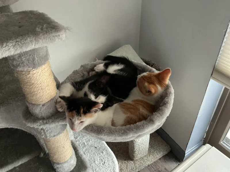 A baby small-sized female Black & White / Tuxedo Domestic Short Hair cat named Bug Buttons for adoption in Waltham, MA