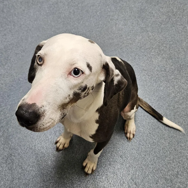 An adult medium-sized female Tricolor (Brown, Black, & White) Catahoula Leopard Dog dog named Indie for adoption in Suffolk, VA