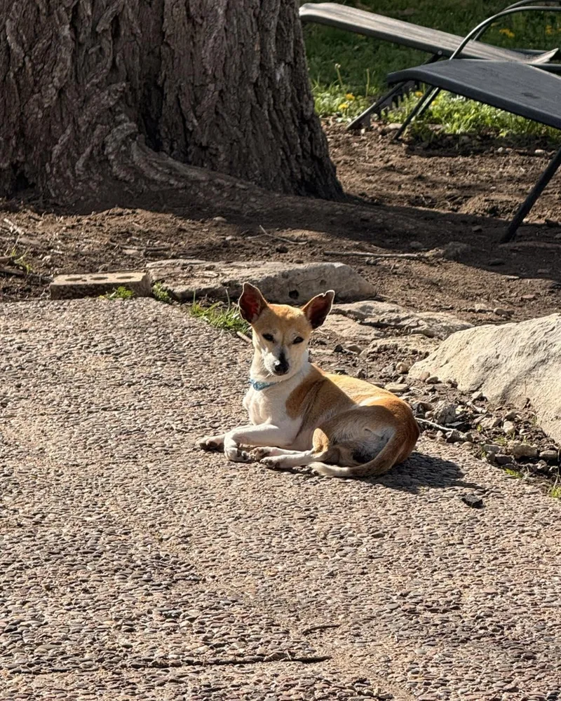 An adult small-sized female White / Cream Chihuahua dog named Tillie for adoption in Manhattan, KS
