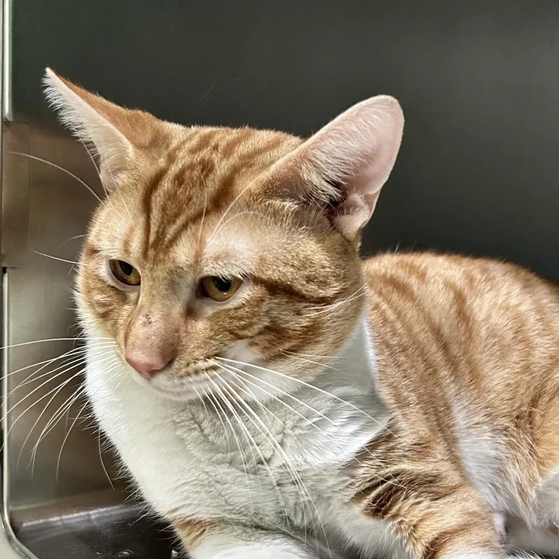 A young medium-sized male Domestic Short Hair cat named Garfunkel for adoption in Newport, NC