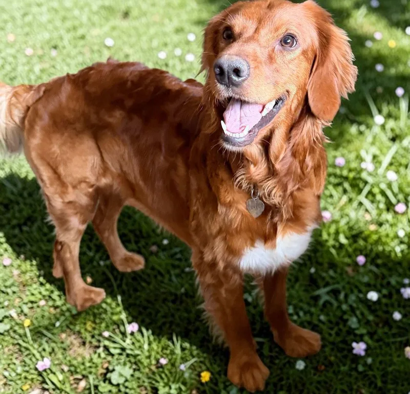 A young large-sized female Irish Setter dog named Gabby Jan for adoption in Pacolet, SC