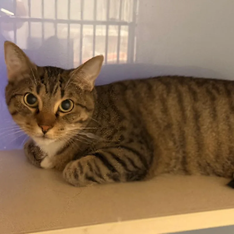 An adult large-sized male Domestic Short Hair cat named Obadiah for adoption in Cumming, GA