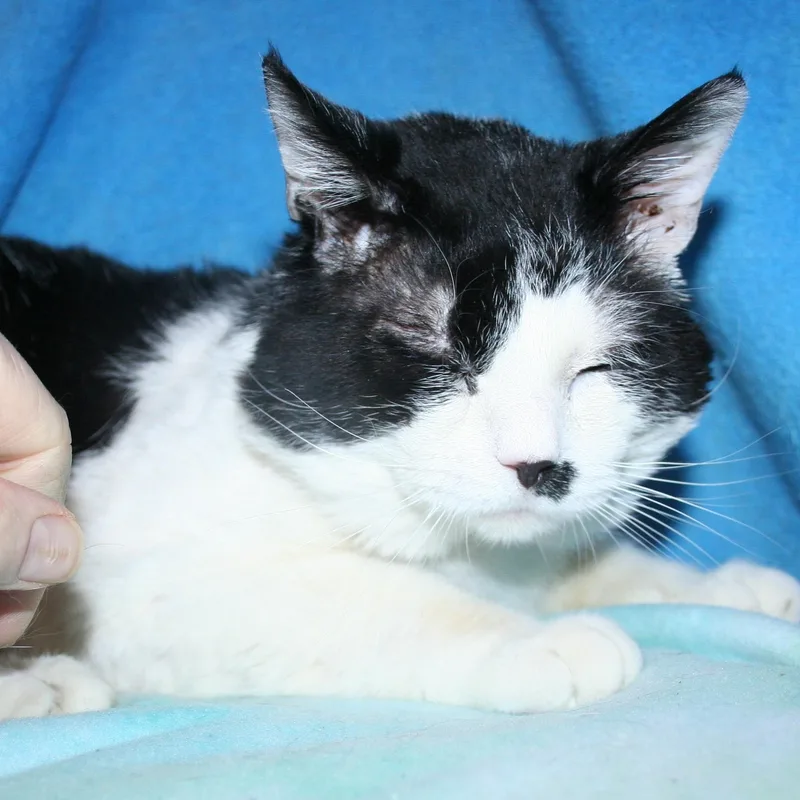 An adult medium-sized male Black Domestic Short Hair cat named Top Deck for adoption in Howell, MI