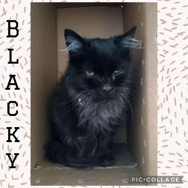 A senior medium-sized female Gray / Blue / Silver Domestic Long Hair cat named Blacky for adoption in Wheeling, IL