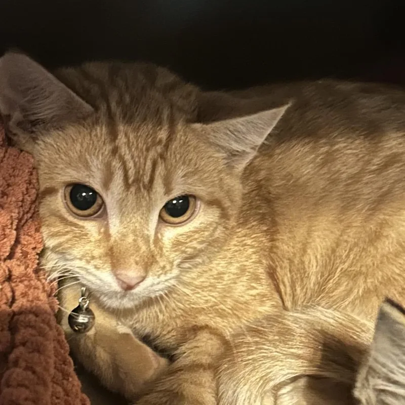 A baby small-sized male Orange / Red Domestic Short Hair cat named Flame for adoption in Veneta, OR