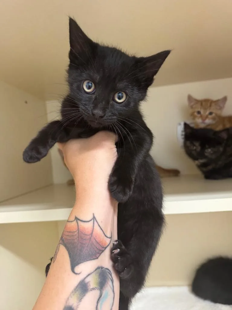 A baby medium-sized male Domestic Short Hair cat named Goodbye for adoption in Bloomington, IN