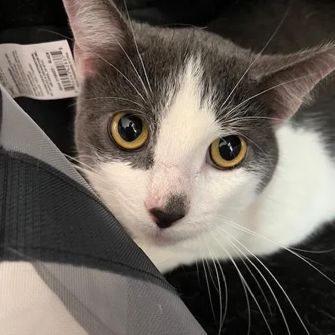 An adult medium-sized female Gray / Blue / Silver Domestic Short Hair cat named Maki for adoption in Atlanta, GA