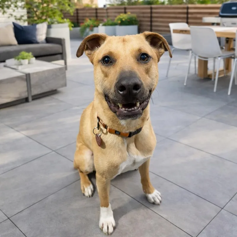 A young medium-sized male Yellow / Tan / Blond / Fawn Black Mouth Cur dog named Rover for adoption in Seguin, TX